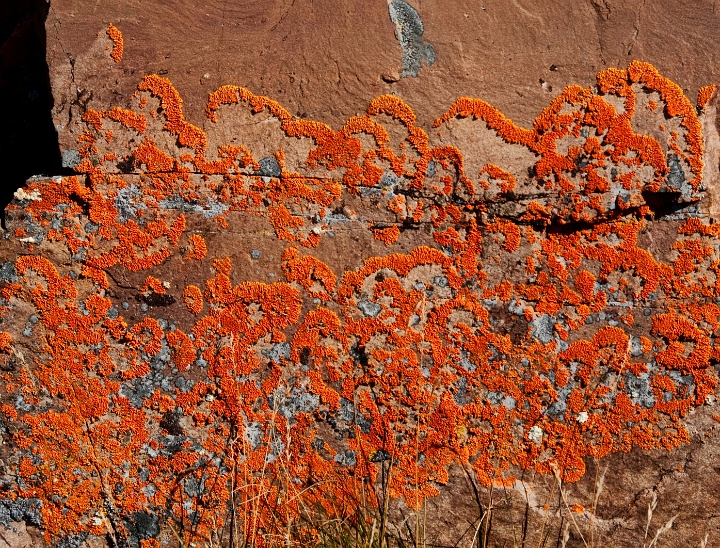 Orange Lichen 6119.jpg